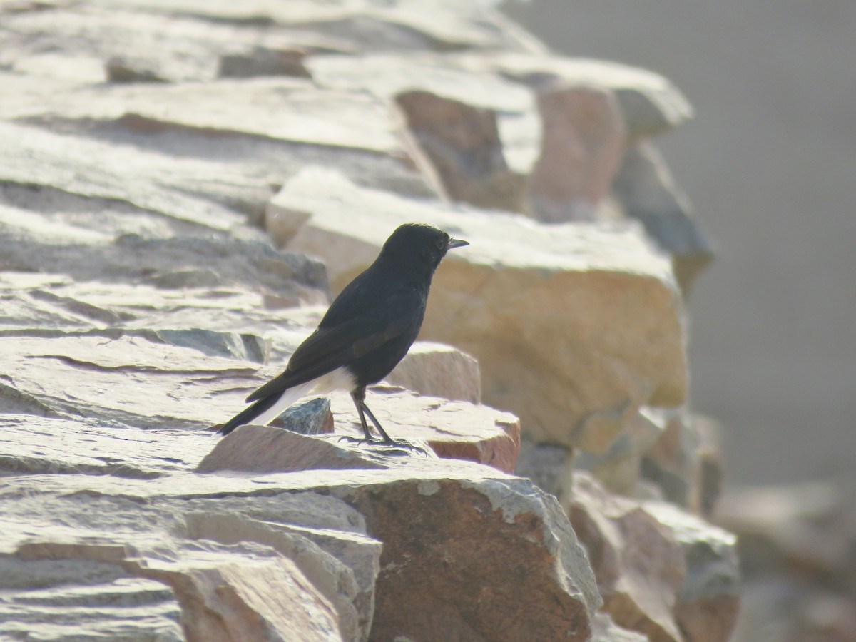 White-crowned Wheatear - ML595886721