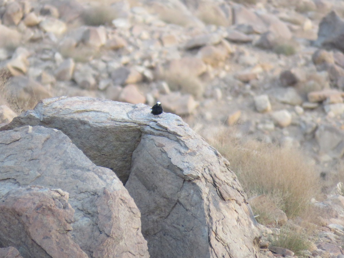 White-crowned Wheatear - ML595886761