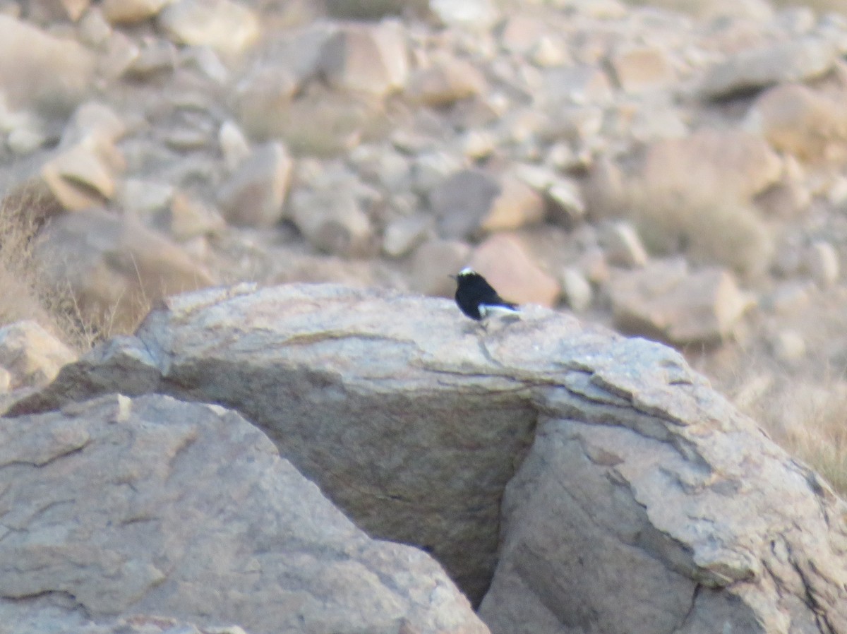 White-crowned Wheatear - ML595886831