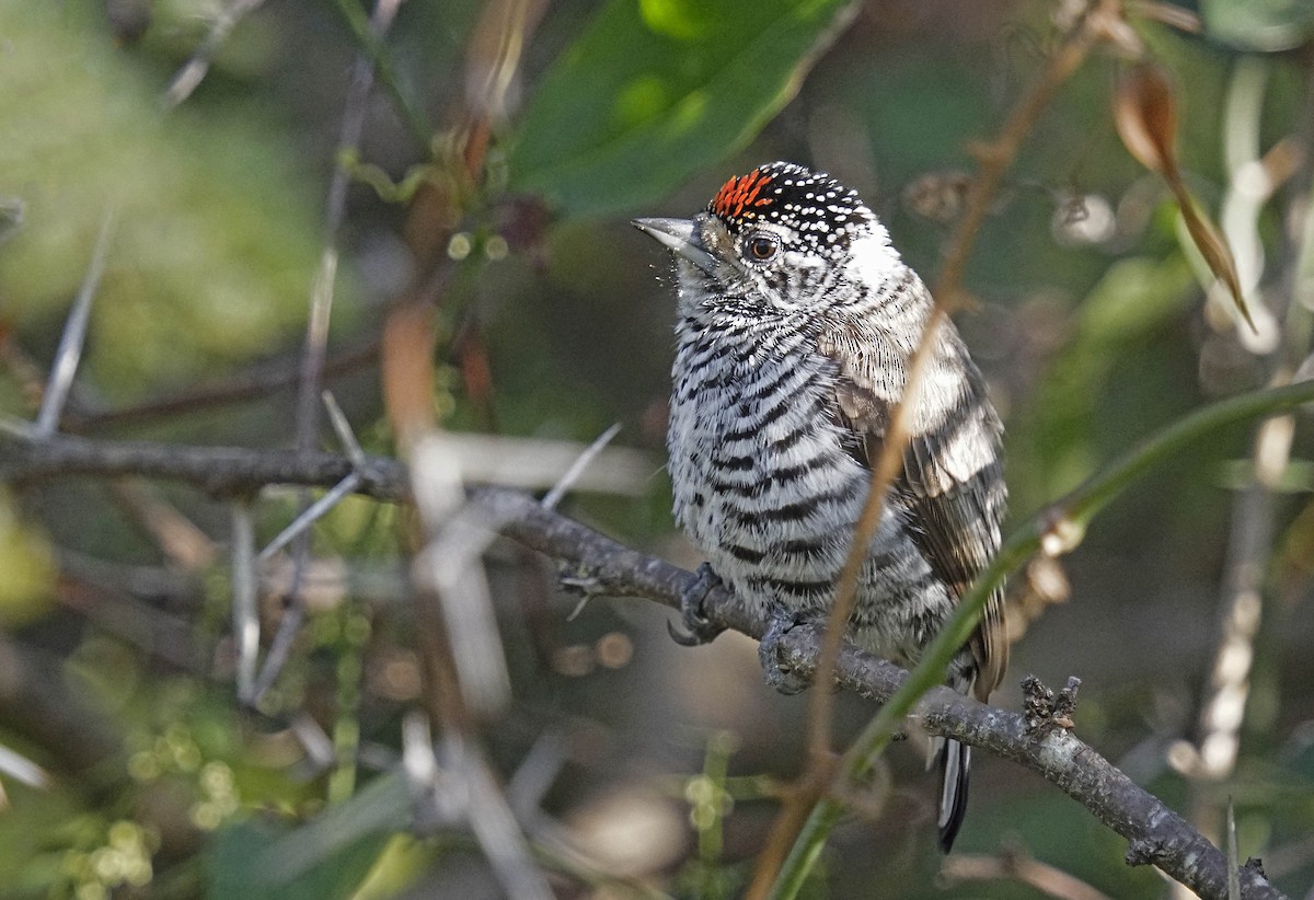 White-barred Piculet - Adrian Antunez