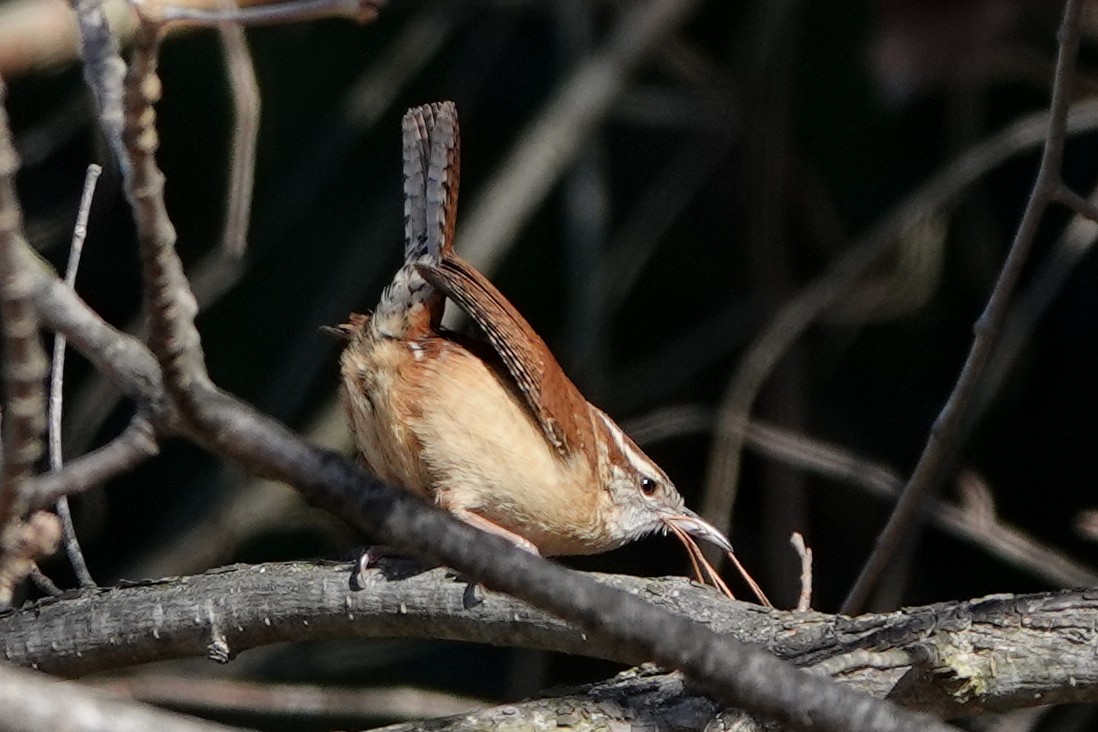 Carolina Wren - ML595887411