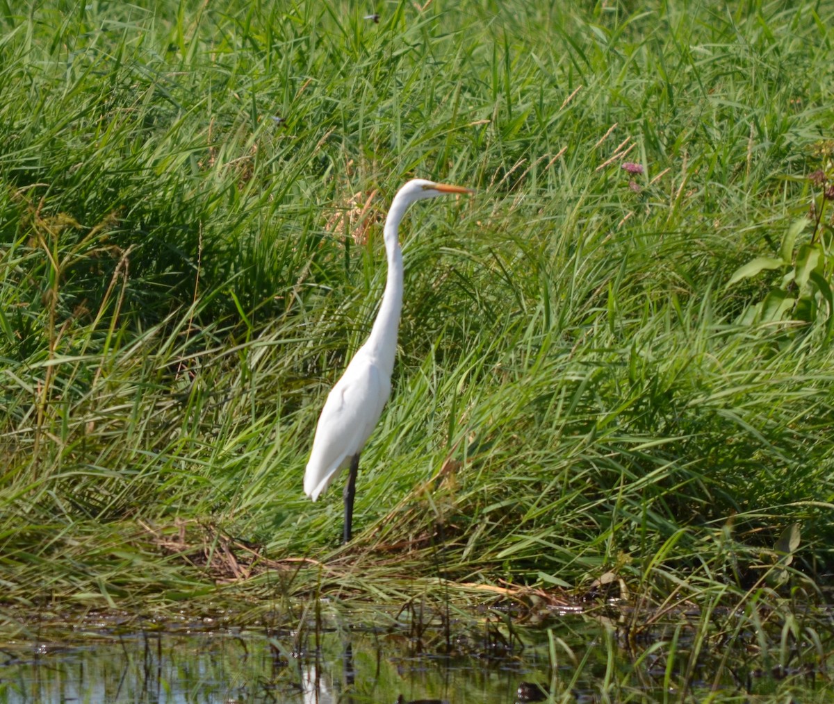 Great Egret - ML595887611