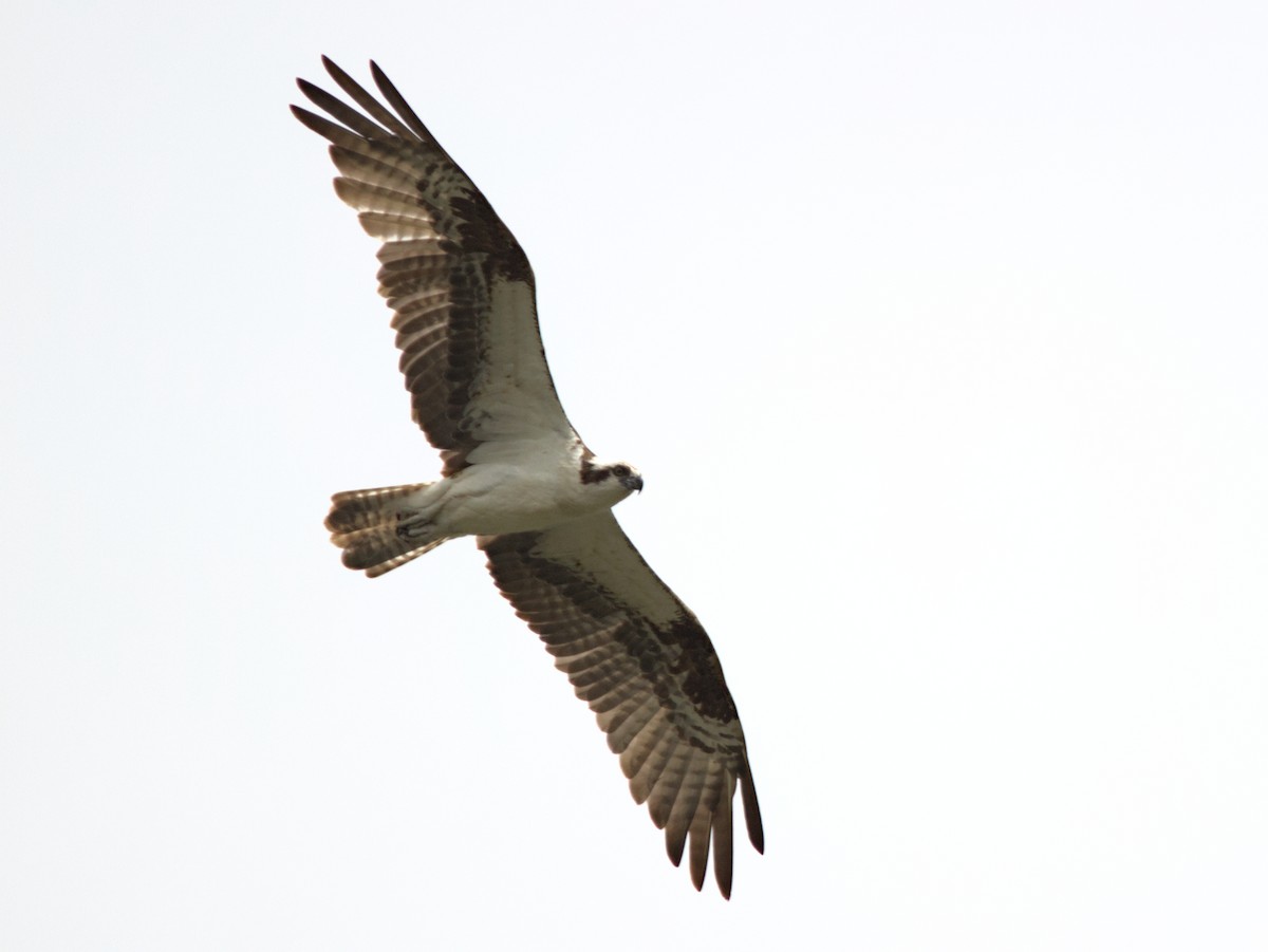 Águila Pescadora - ML595887841