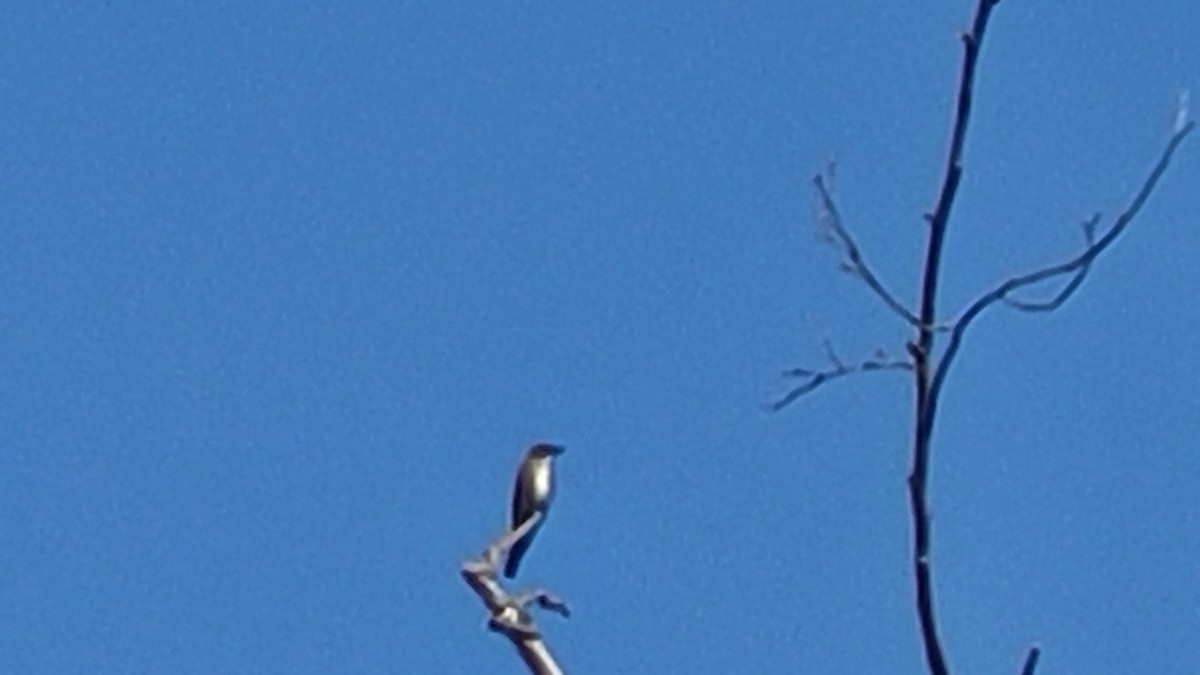 Olive-sided Flycatcher - ML595888031