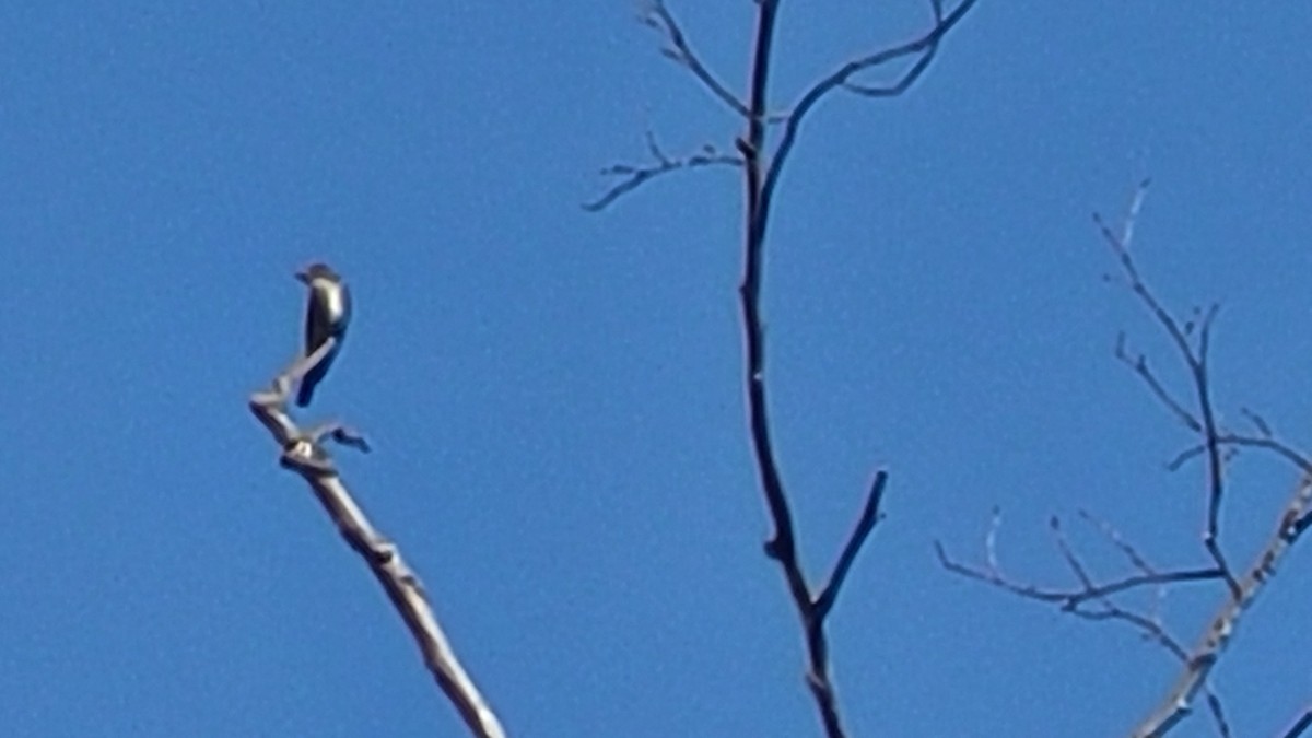 Olive-sided Flycatcher - ML595888081