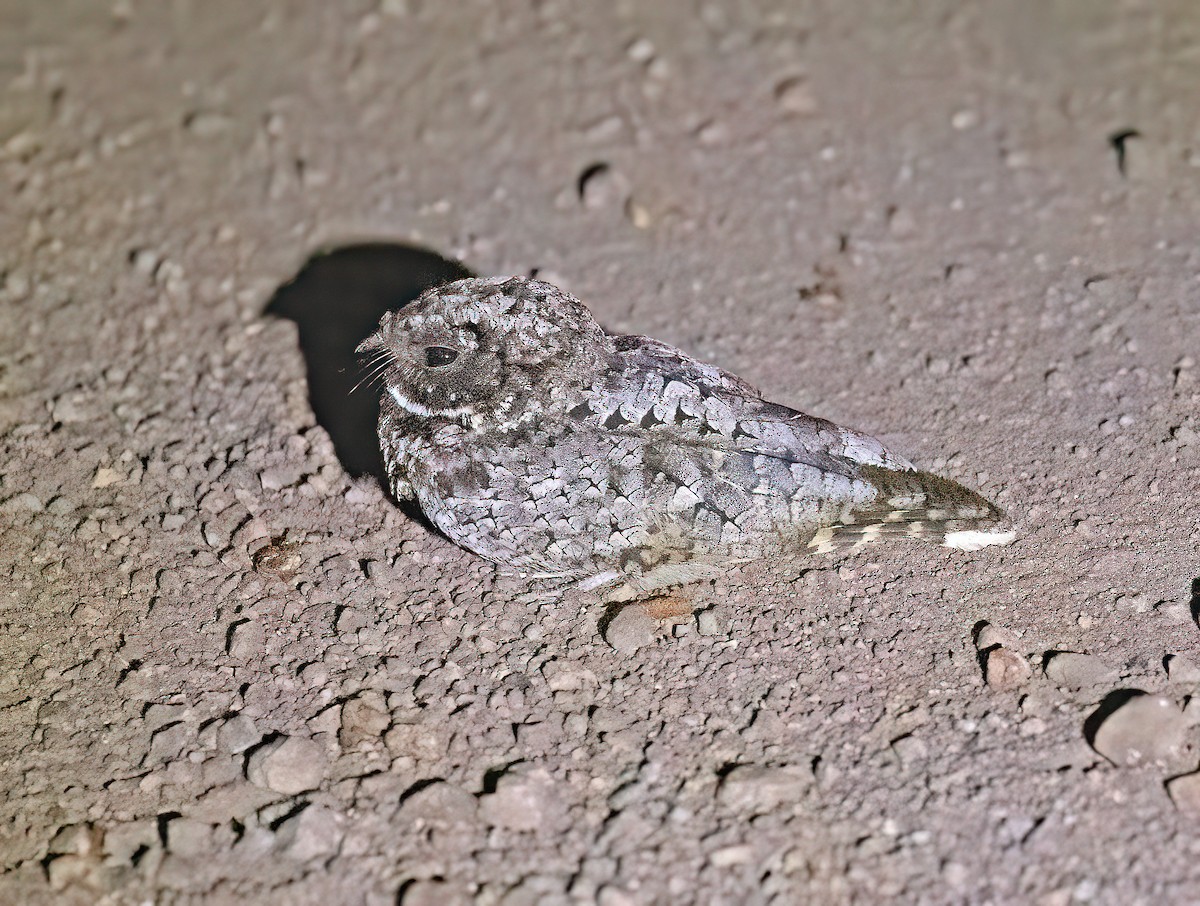 Common Poorwill - ML595888921