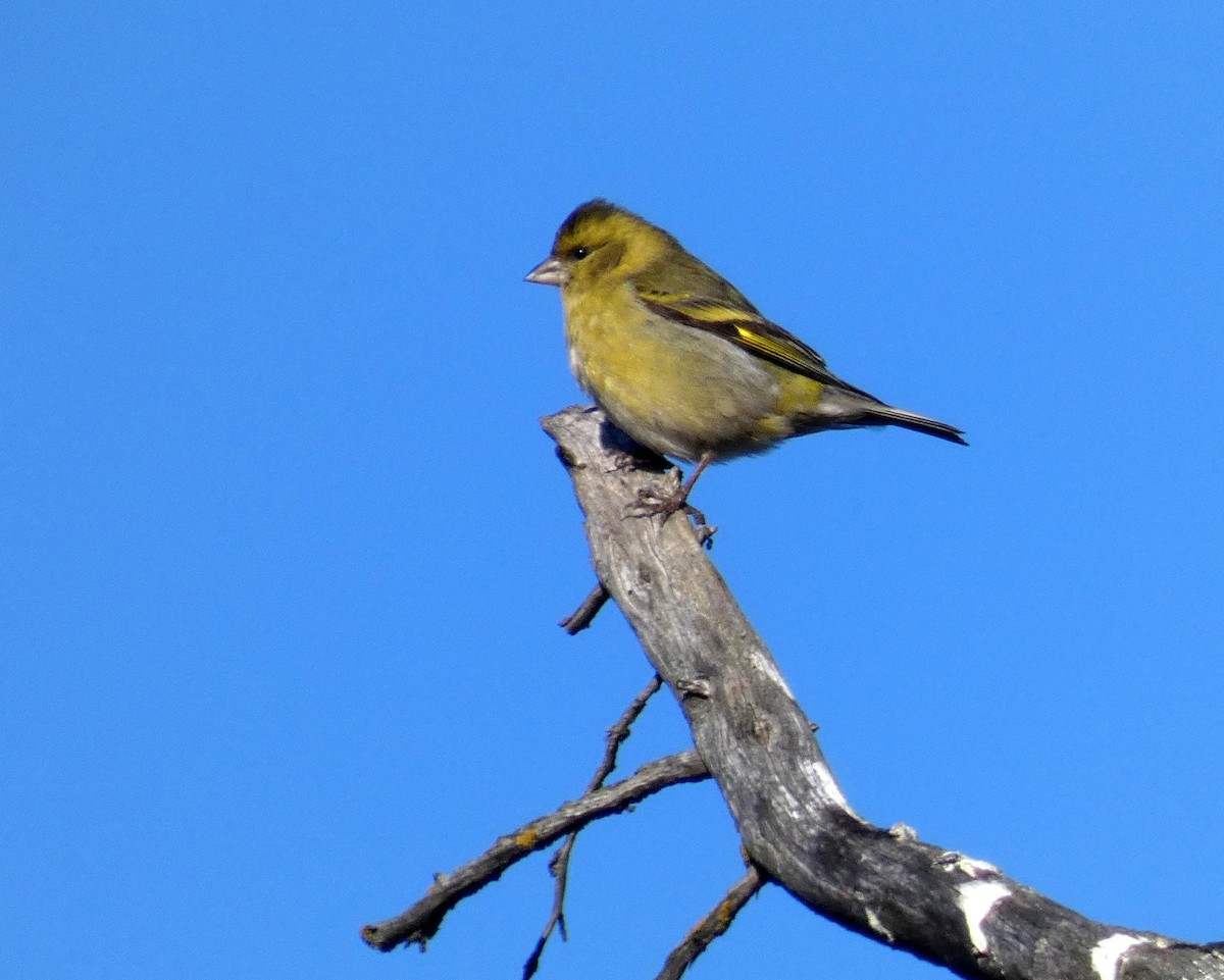 Black-chinned Siskin - ML595889541