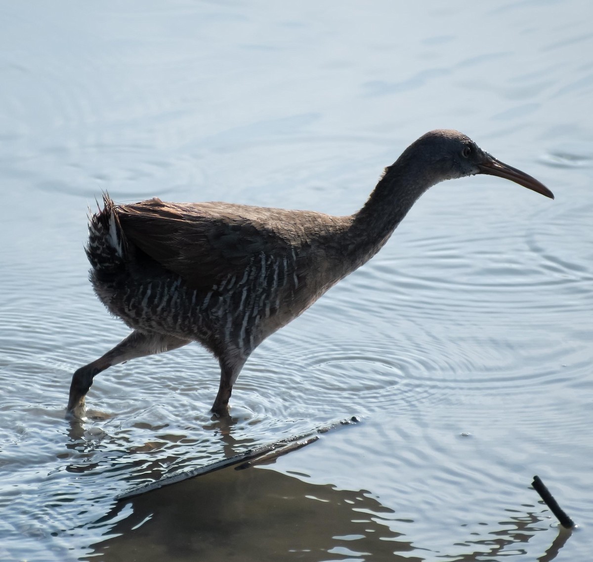 Clapper Rail - ML595890121