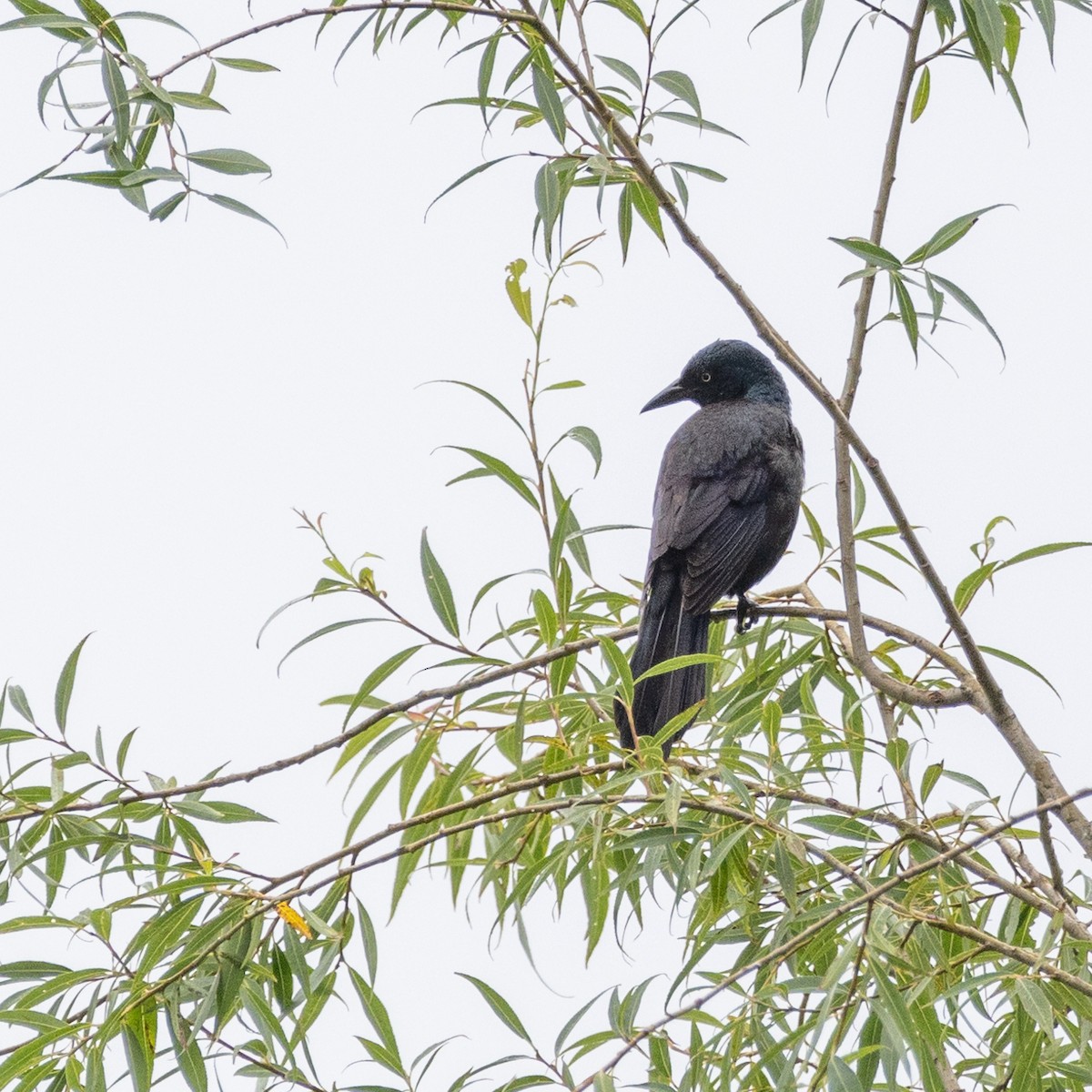 Common Grackle - ML595891331