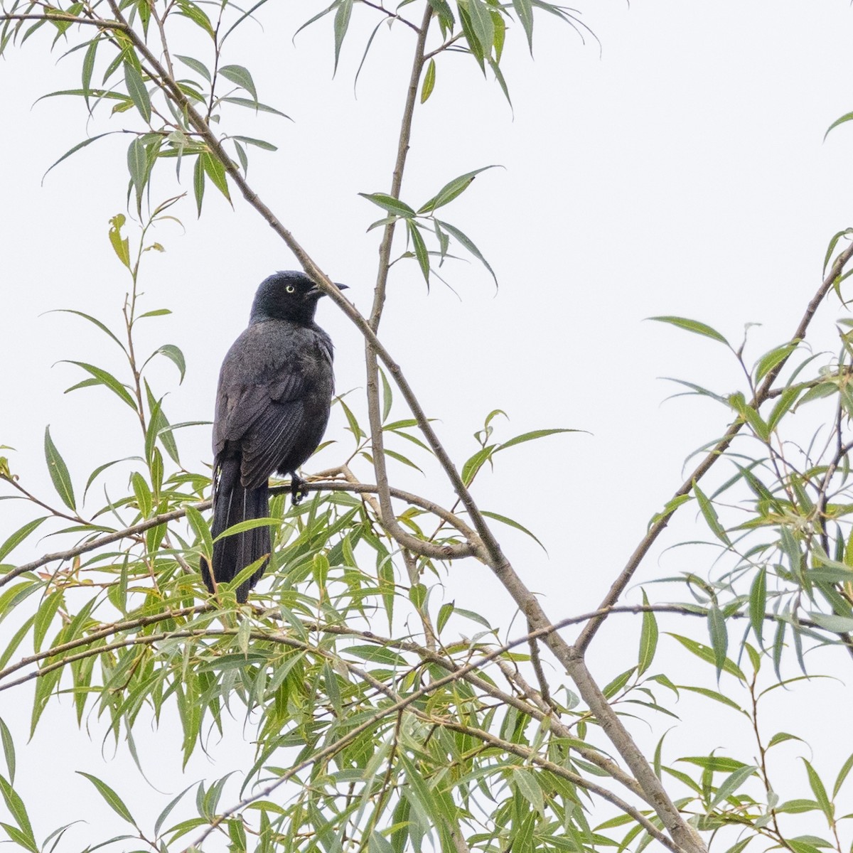 Common Grackle - ML595891341