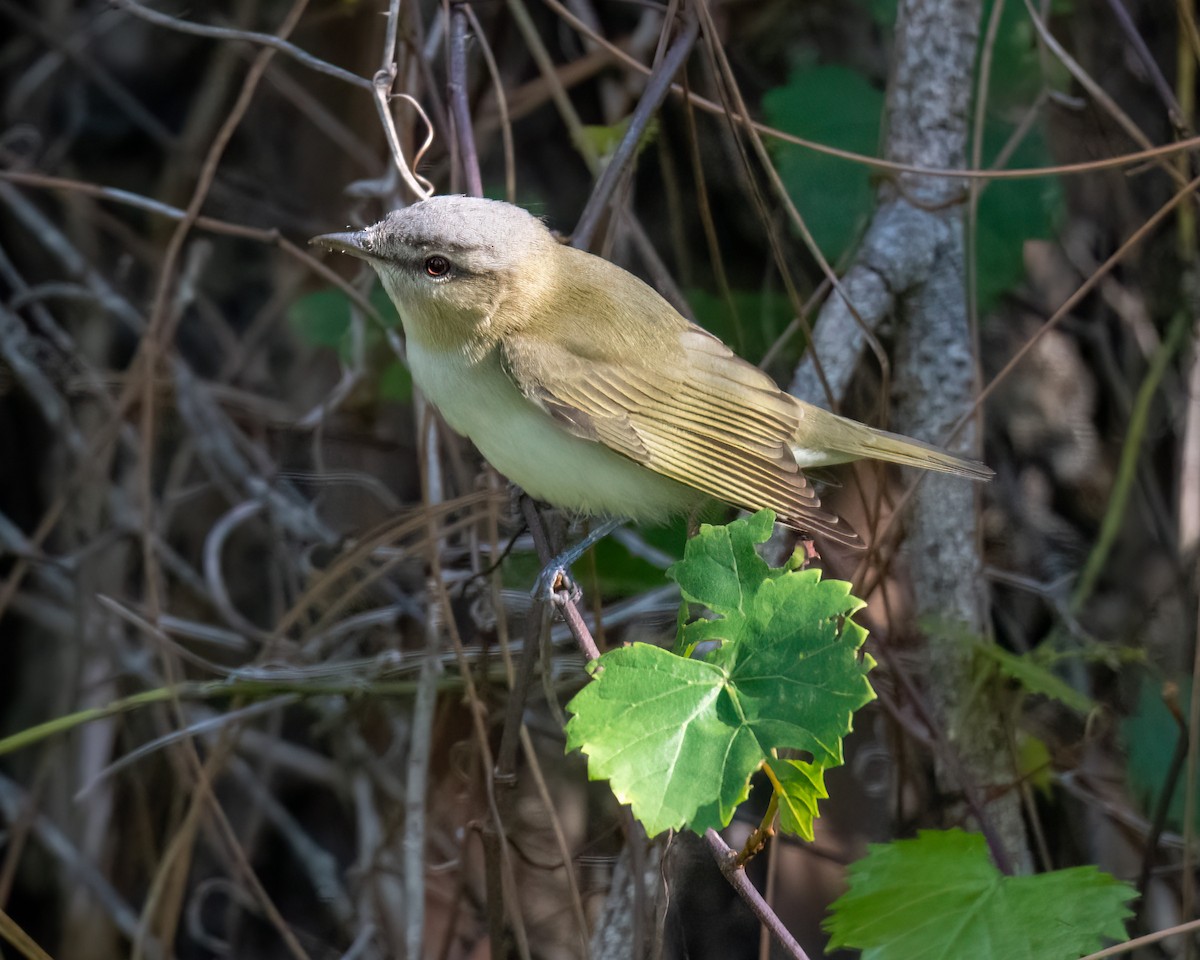 Vireo Ojirrojo - ML595891521