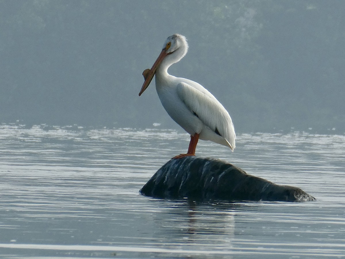 pelikán severoamerický - ML595892231