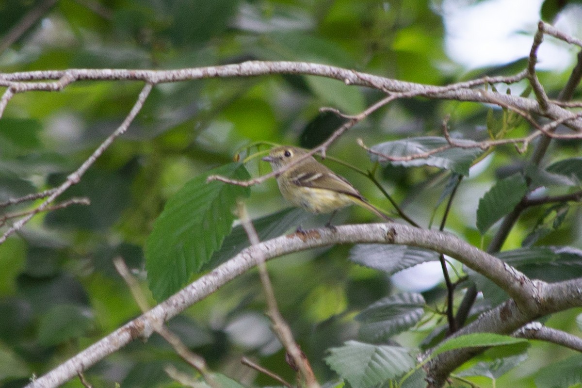 eikevireo - ML595892321