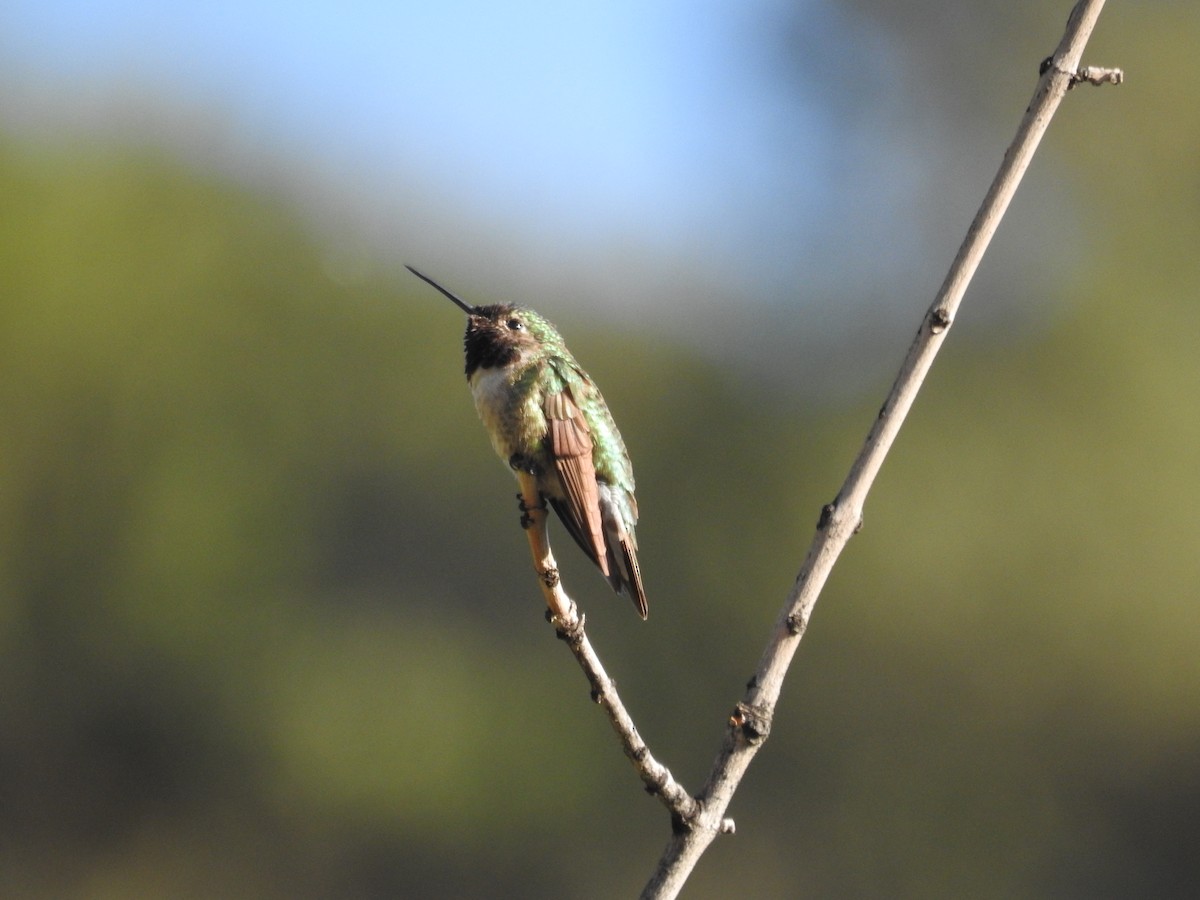 Broad-tailed Hummingbird - ML595892971