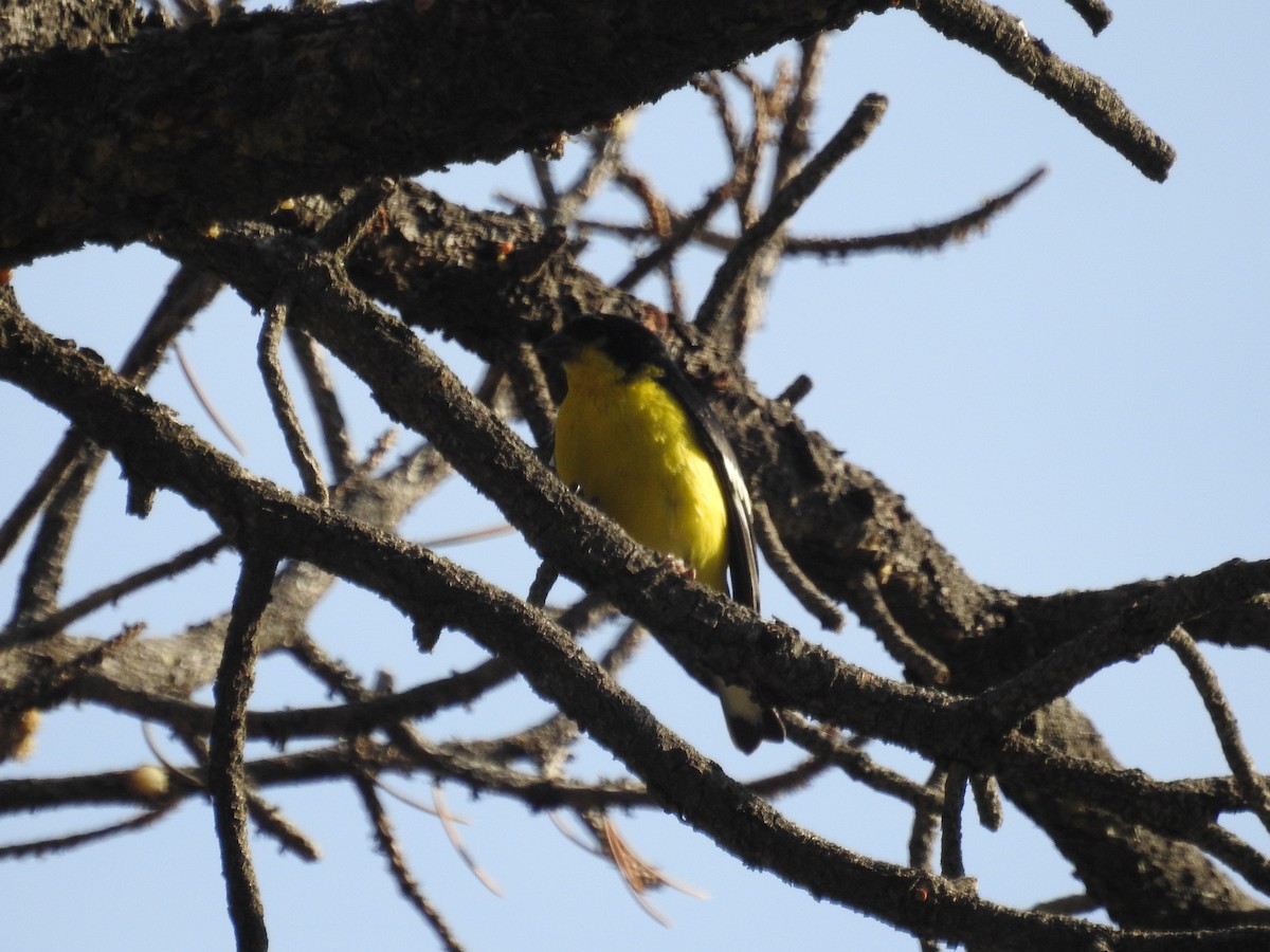Lesser Goldfinch - ML595893031