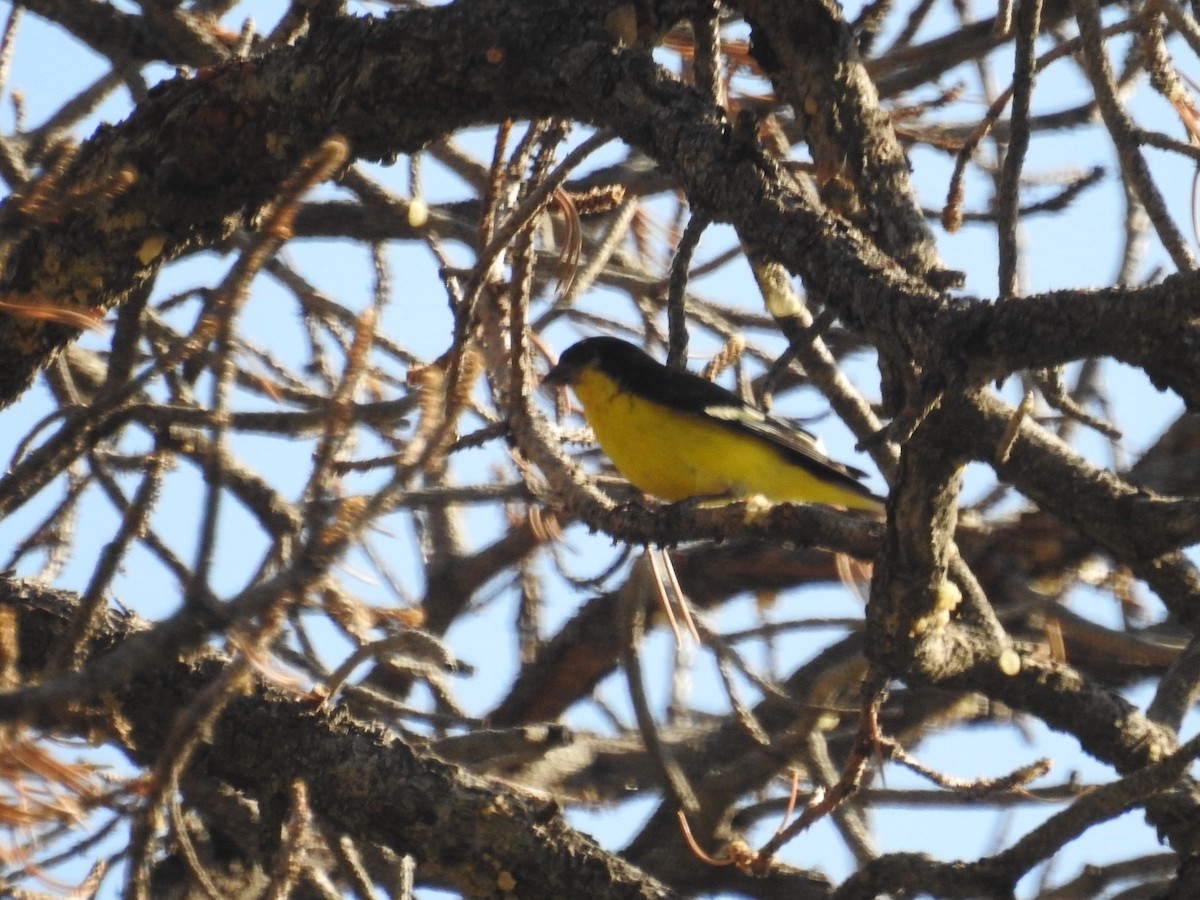Lesser Goldfinch - ML595893061