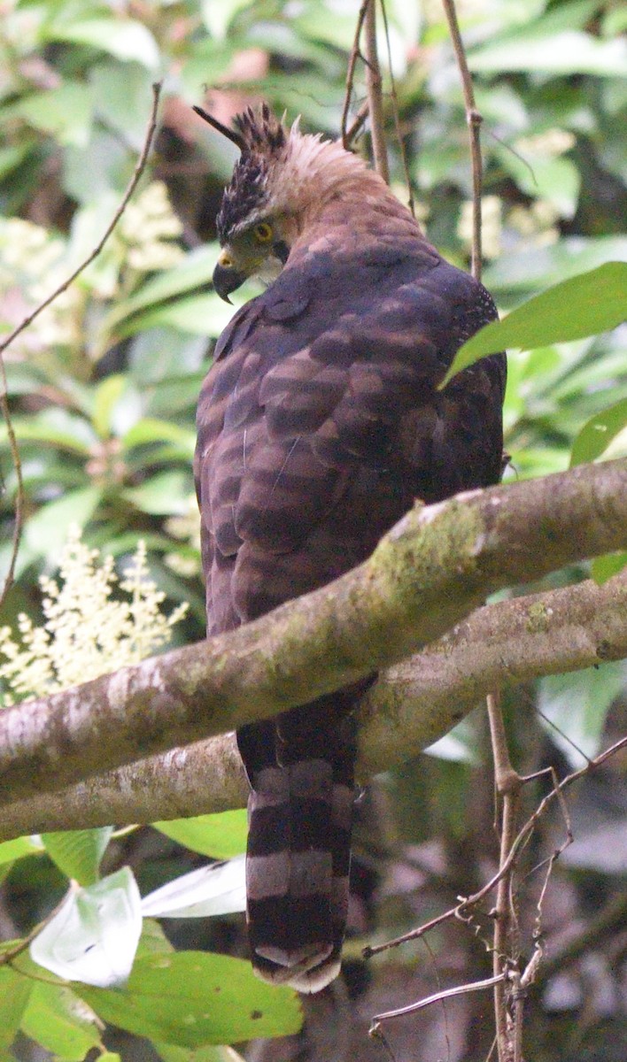 Ornate Hawk-Eagle - Paul Conover