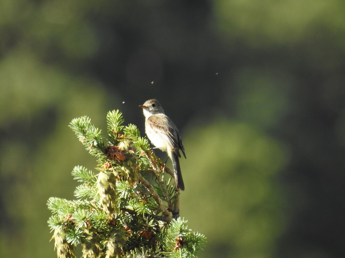 Dusky Flycatcher - ML595893131