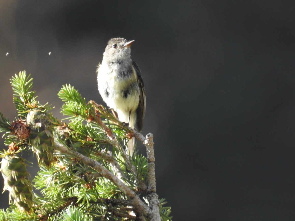Dusky Flycatcher - ML595893171
