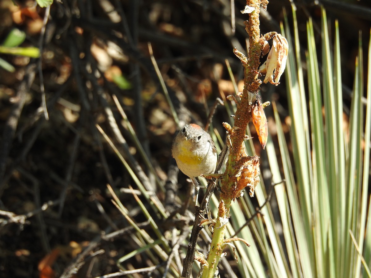 Virginia's Warbler - ML595893351