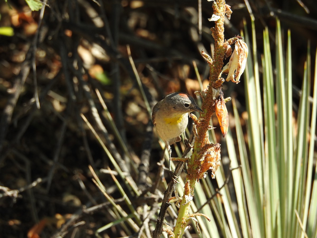 Virginia's Warbler - ML595893361