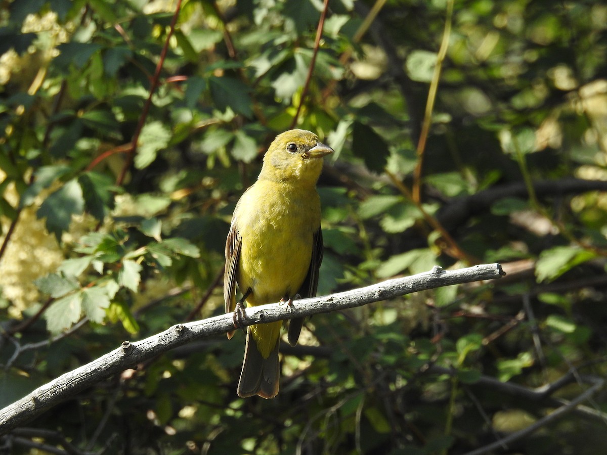Western Tanager - ML595893401