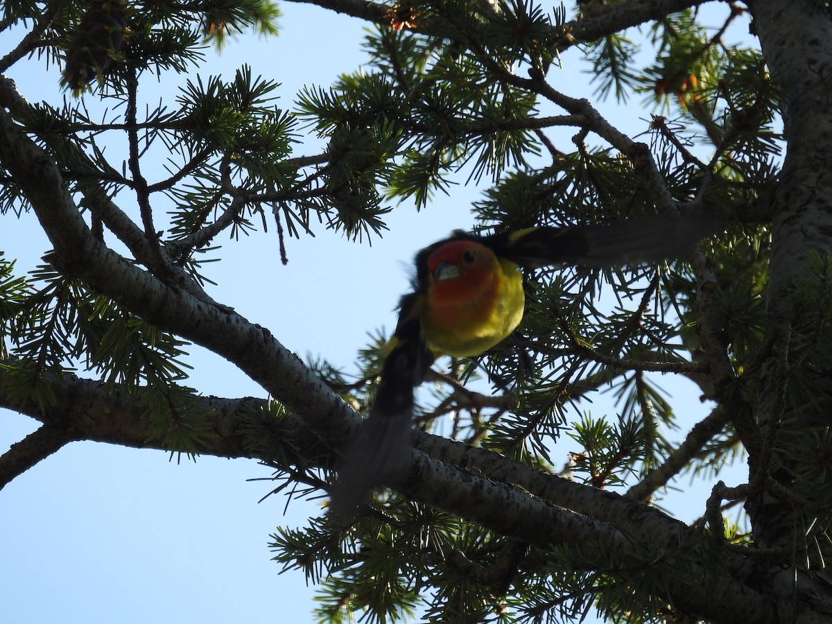 Western Tanager - ML595893471