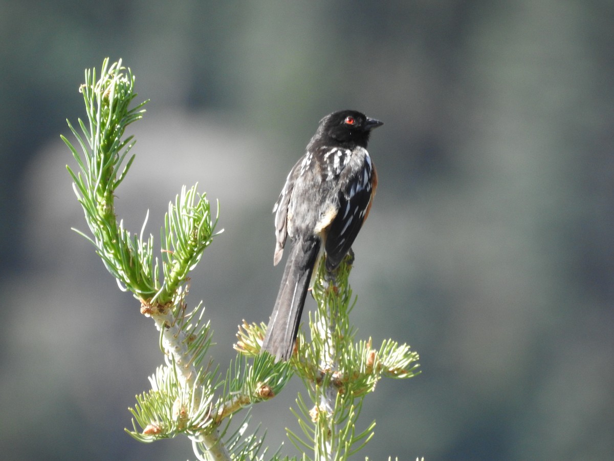 Spotted Towhee - ML595894261