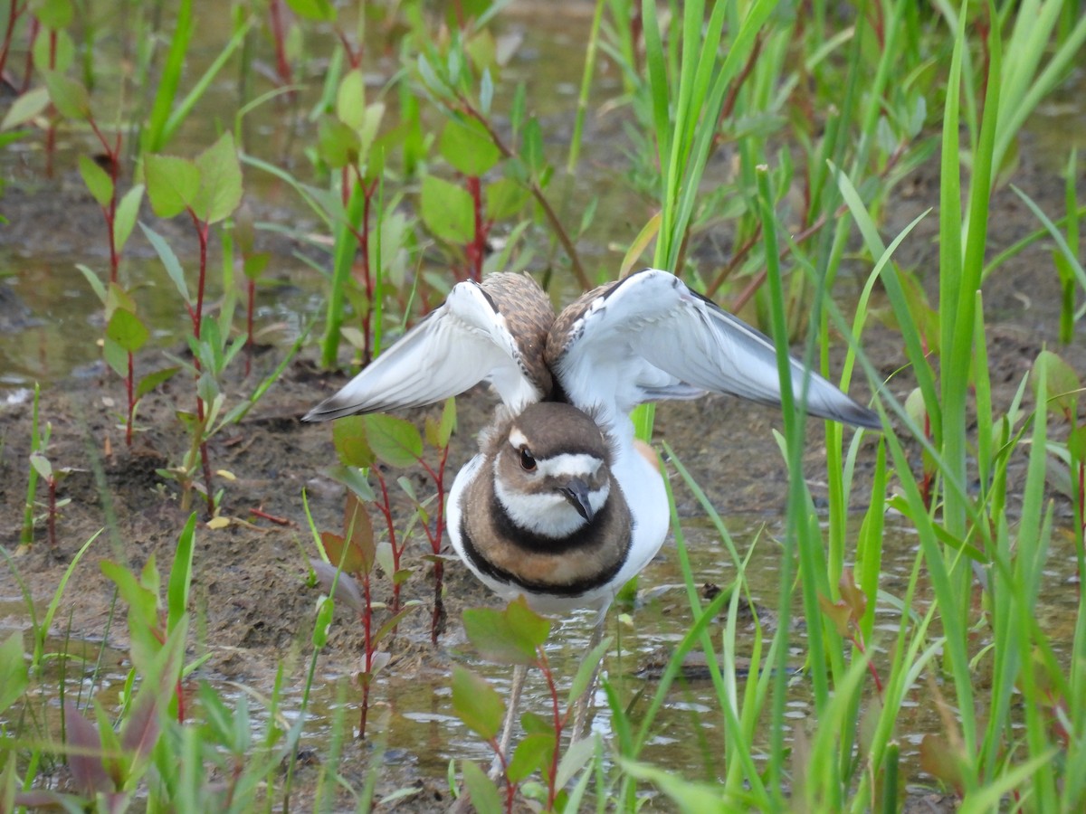 Killdeer - ML595894481