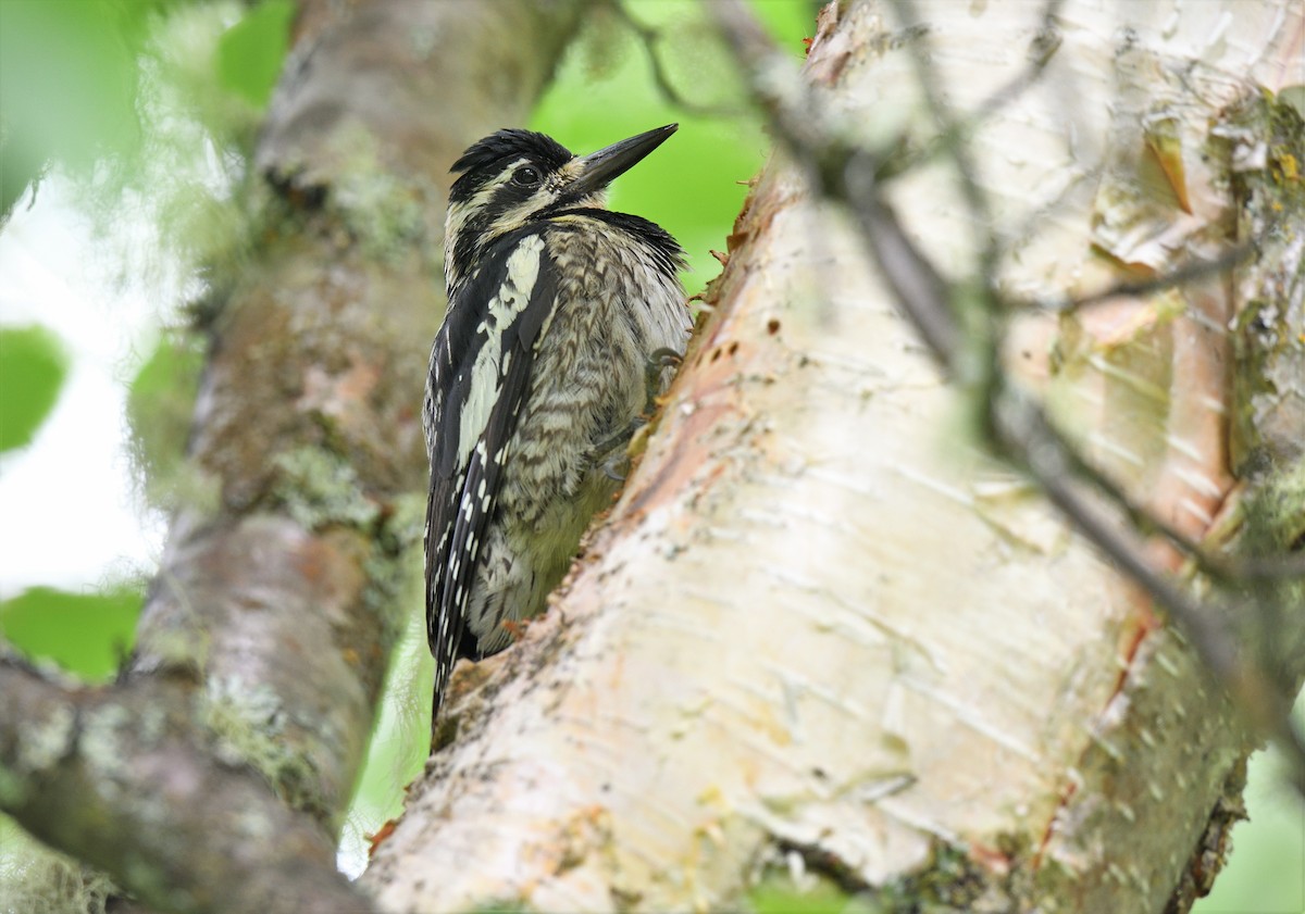 Yellow-bellied Sapsucker - ML595894871