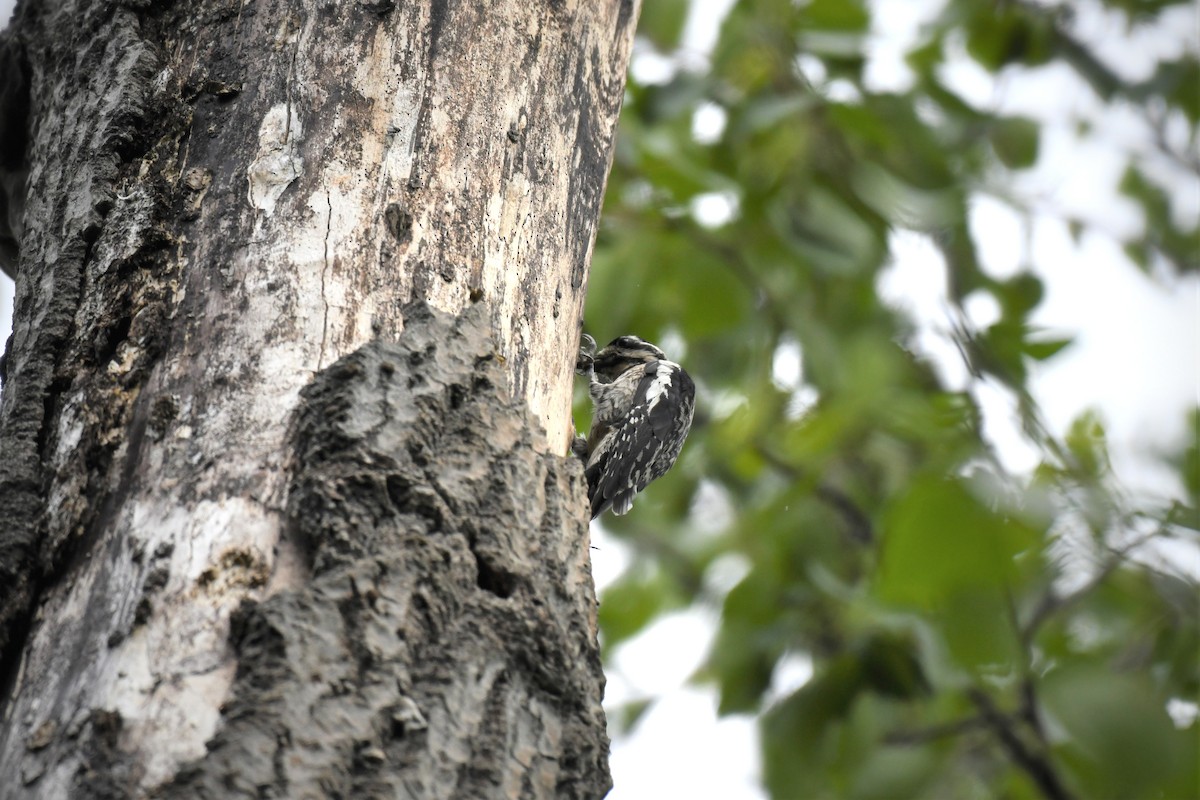 Yellow-bellied Sapsucker - ML595894901