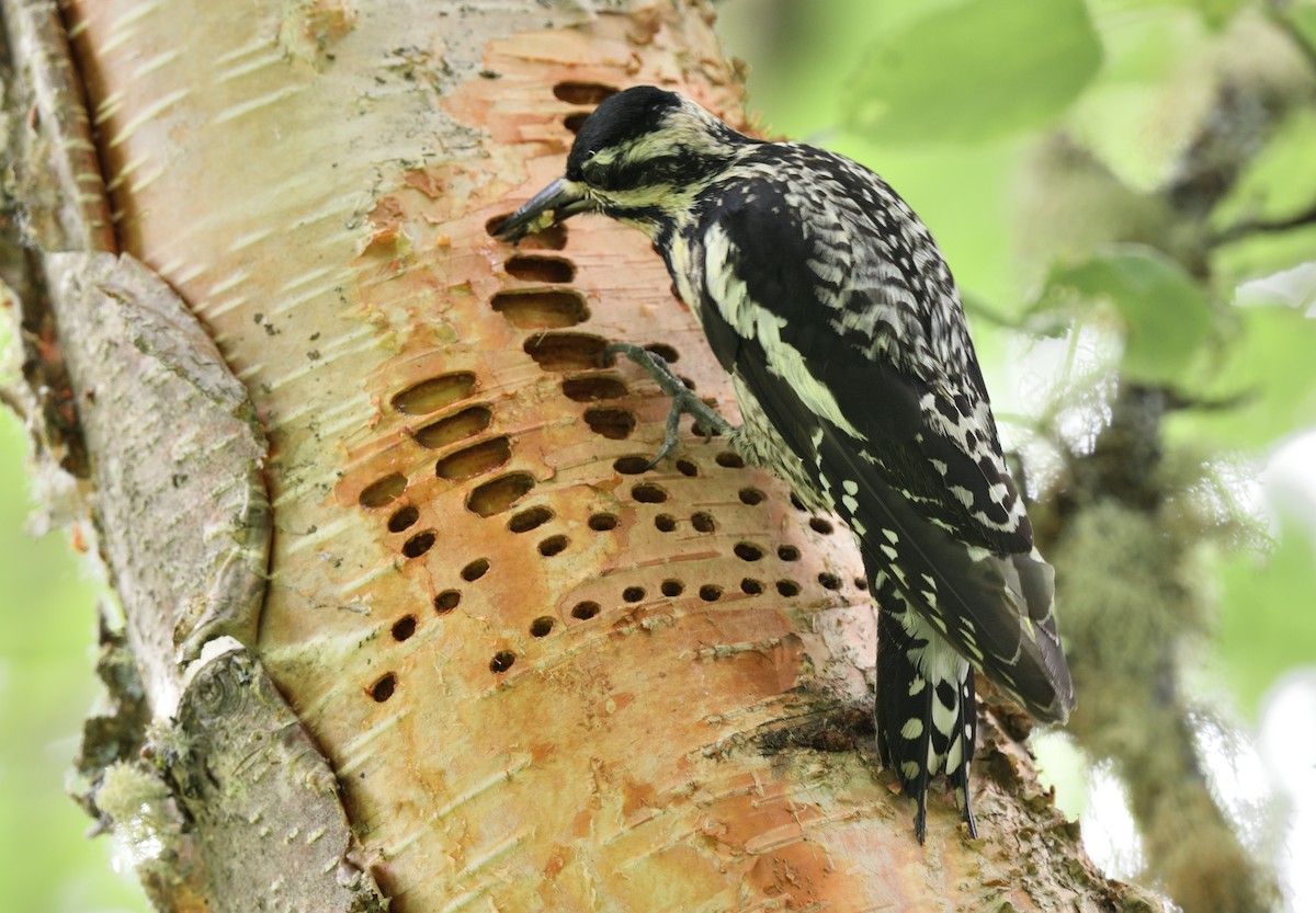 Yellow-bellied Sapsucker - ML595894931