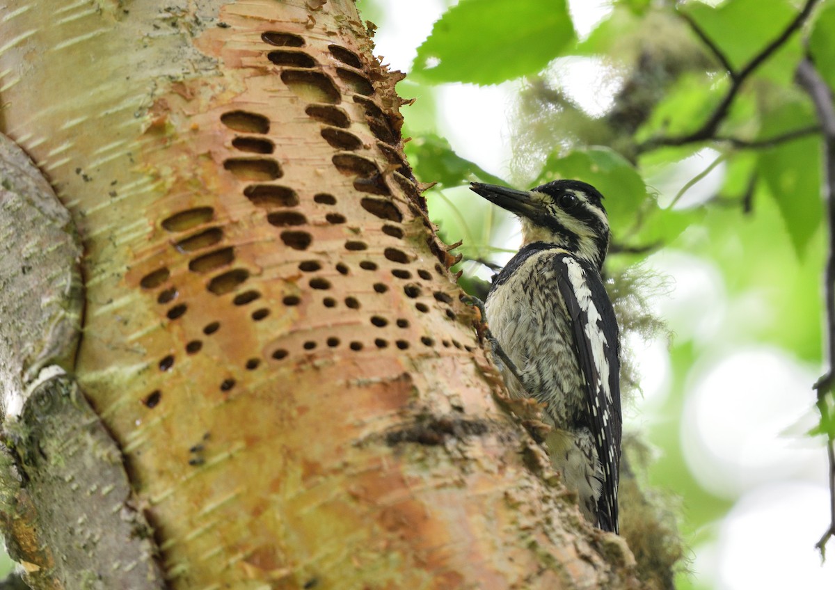 Yellow-bellied Sapsucker - ML595894961