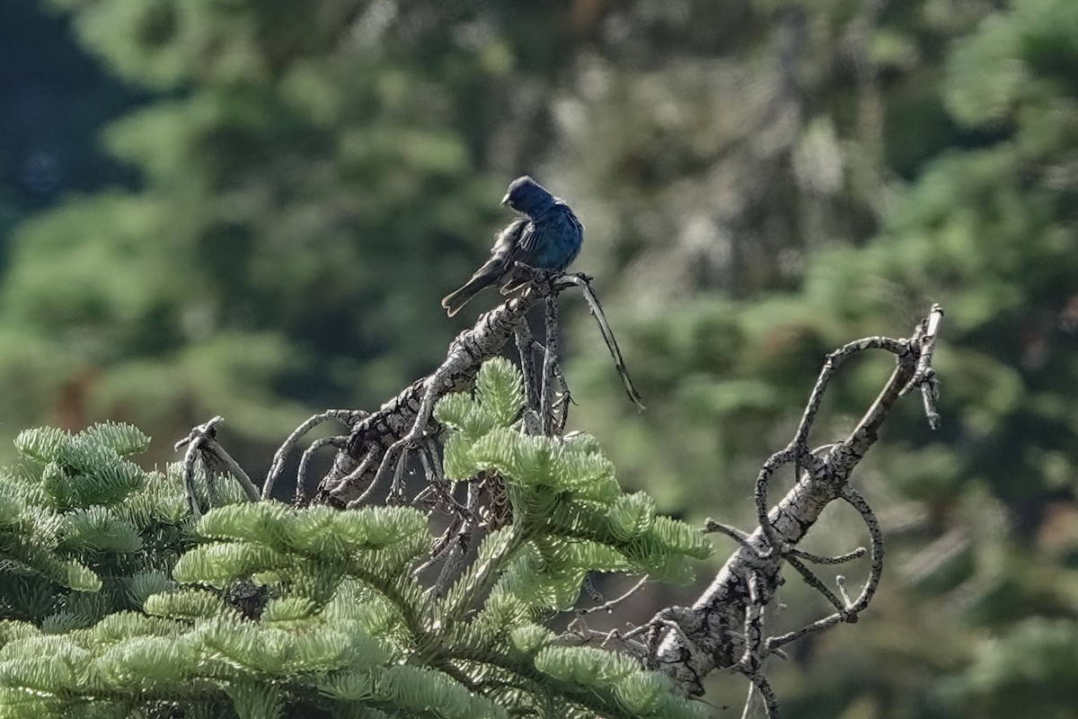 Indigo Bunting - ML595895251