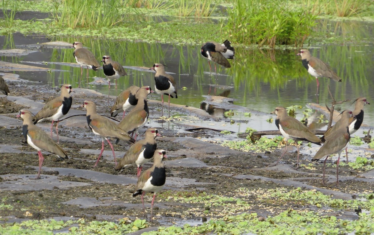 Southern Lapwing - ML595895431