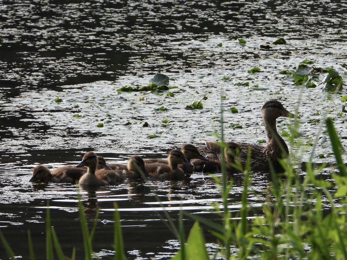 Mallard - ML595895591