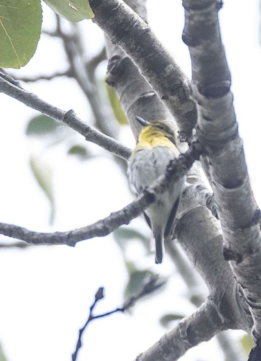 Yellow-throated Vireo - Blake Matheson