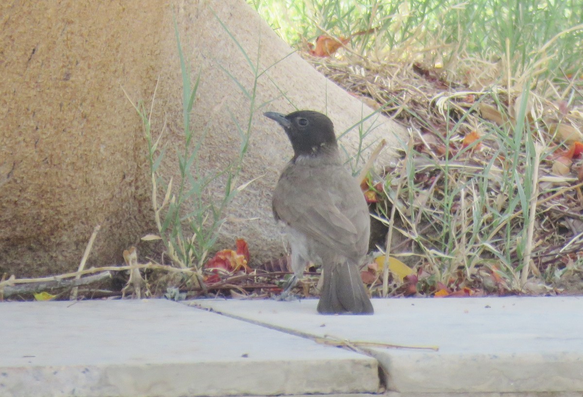 Common Bulbul - Michael Willison