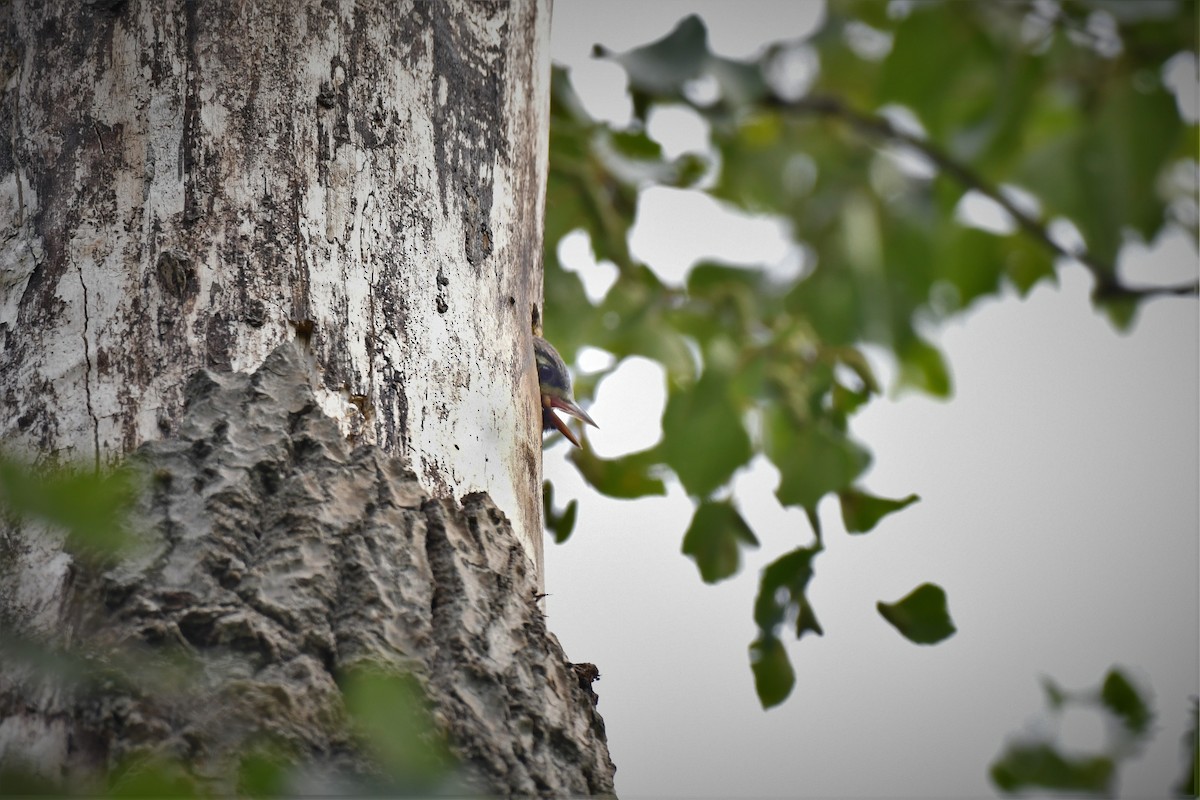 Yellow-bellied x Red-breasted Sapsucker (hybrid) - ML595897241