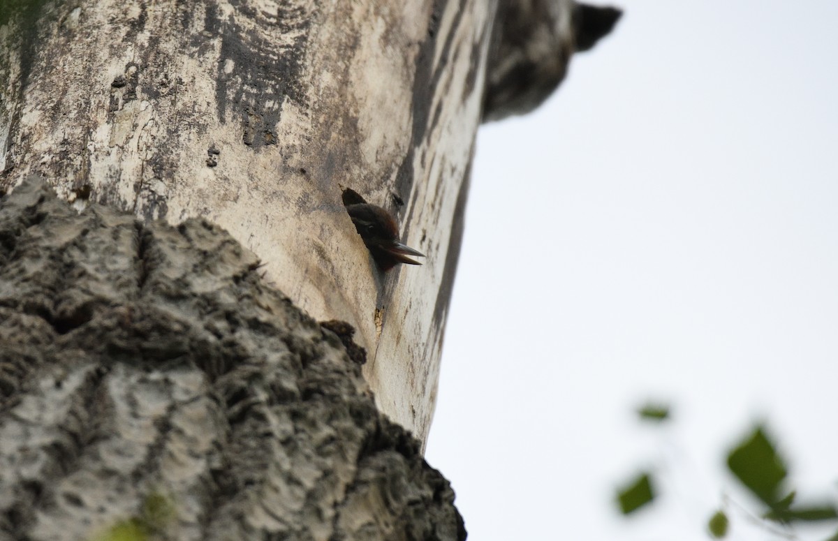 Yellow-bellied x Red-breasted Sapsucker (hybrid) - ML595897251