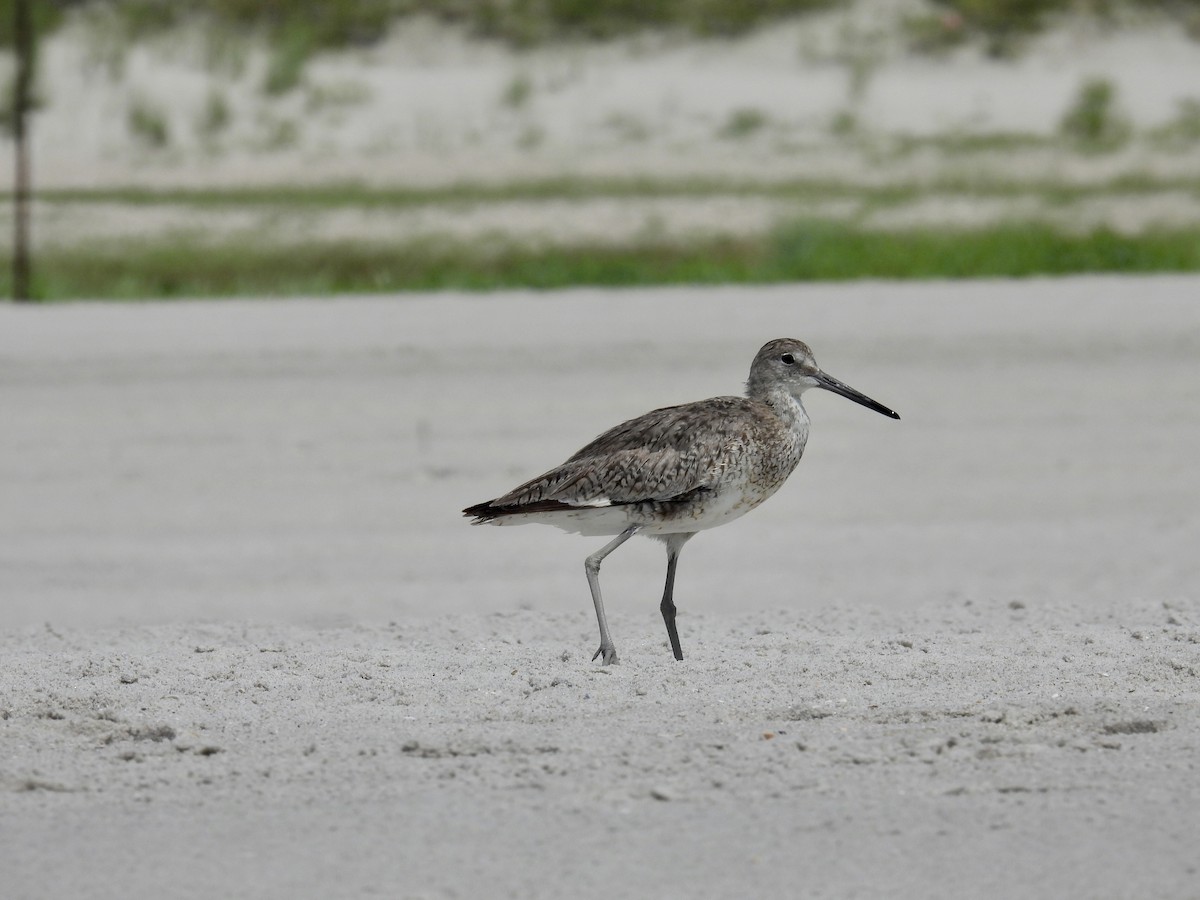 Willet - Douglas Cioffi