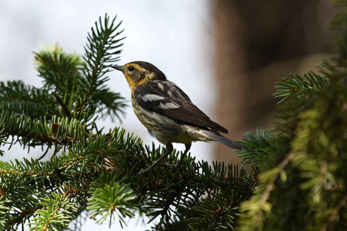 Blackburnian Warbler - ML595898001