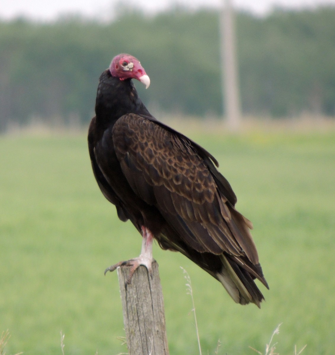 Turkey Vulture - ML595898341