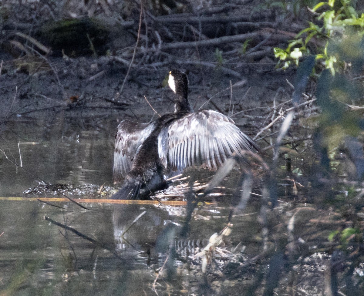 Little Pied Cormorant - ML595901131