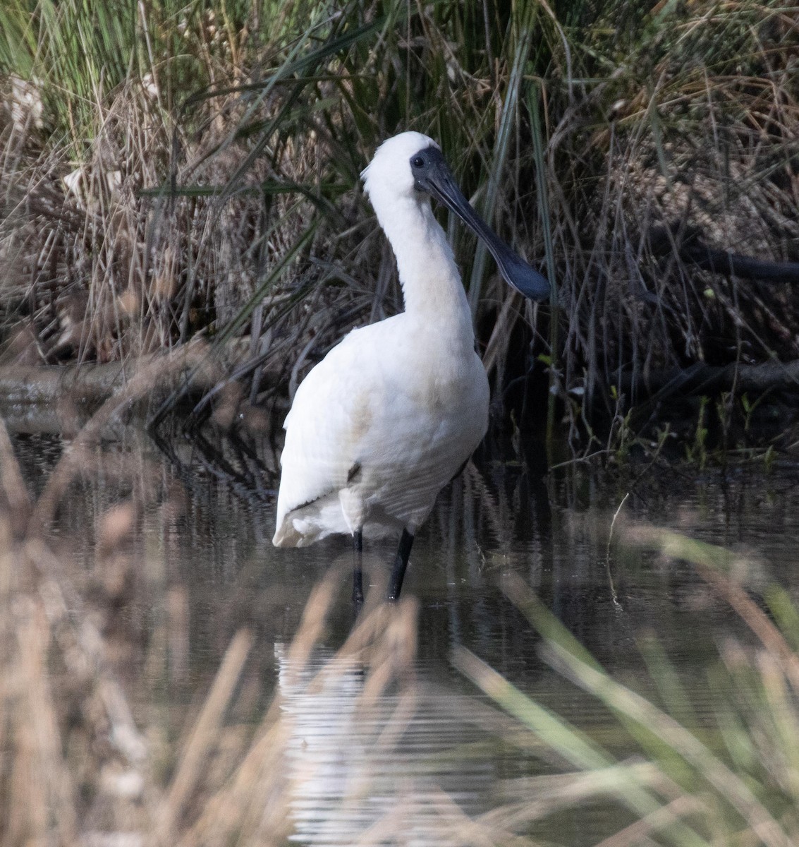 Royal Spoonbill - Pat and Denise Feehan