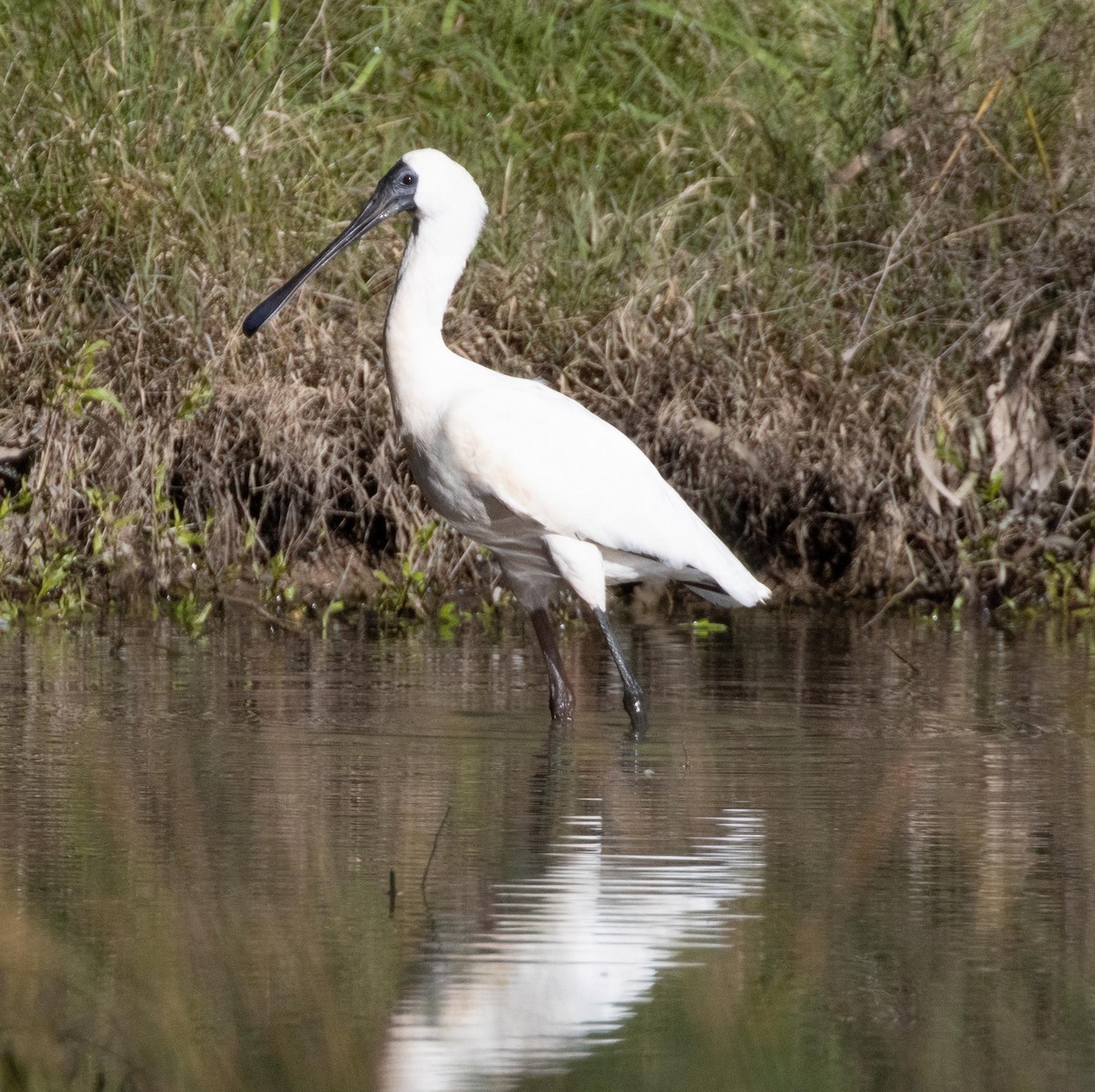 Royal Spoonbill - ML595901161