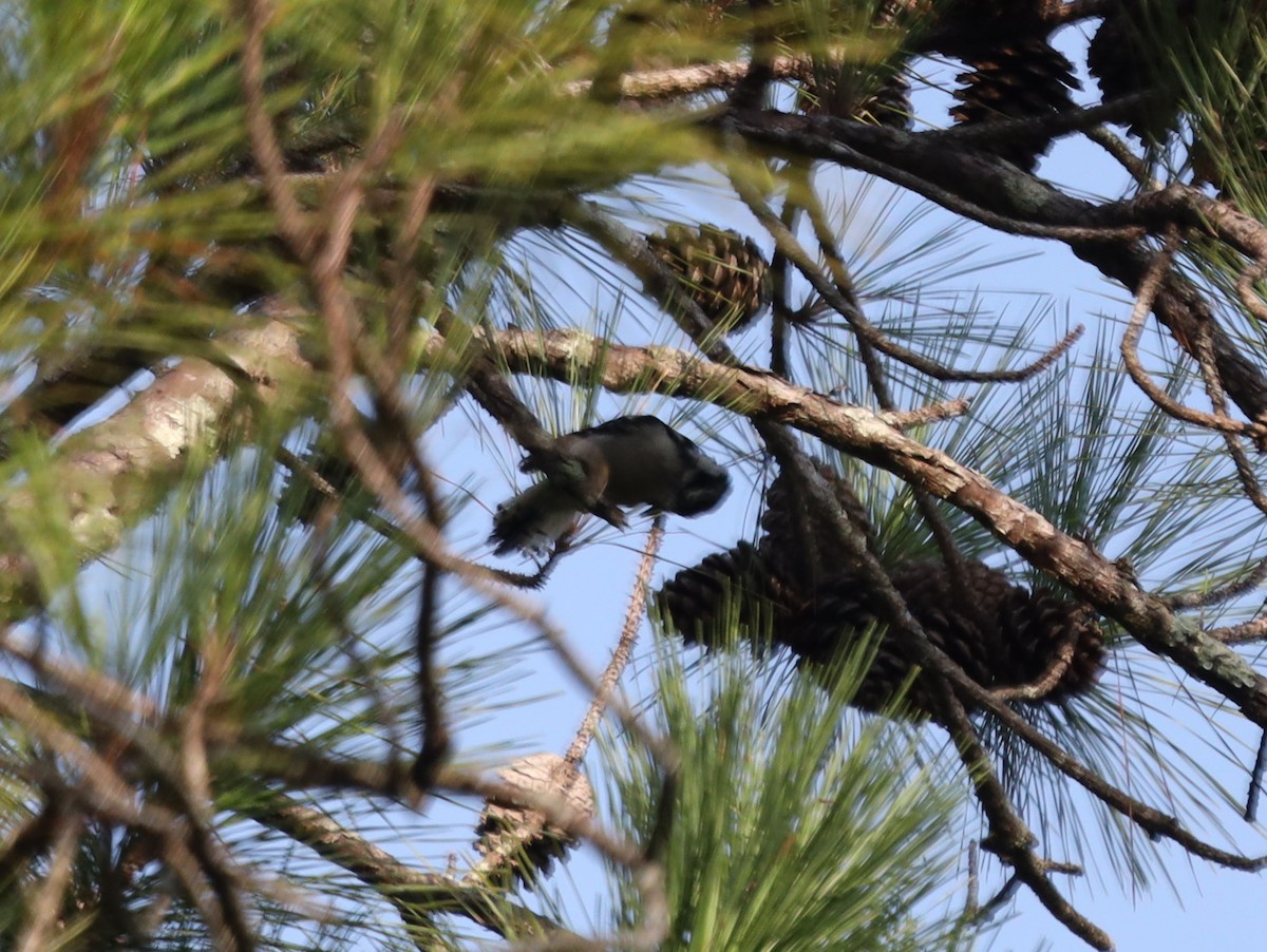 Downy Woodpecker - ML595901551