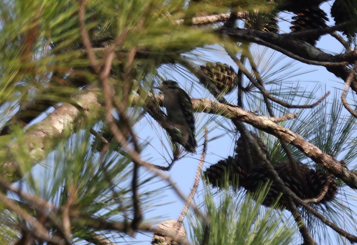 Downy Woodpecker - ML595901591