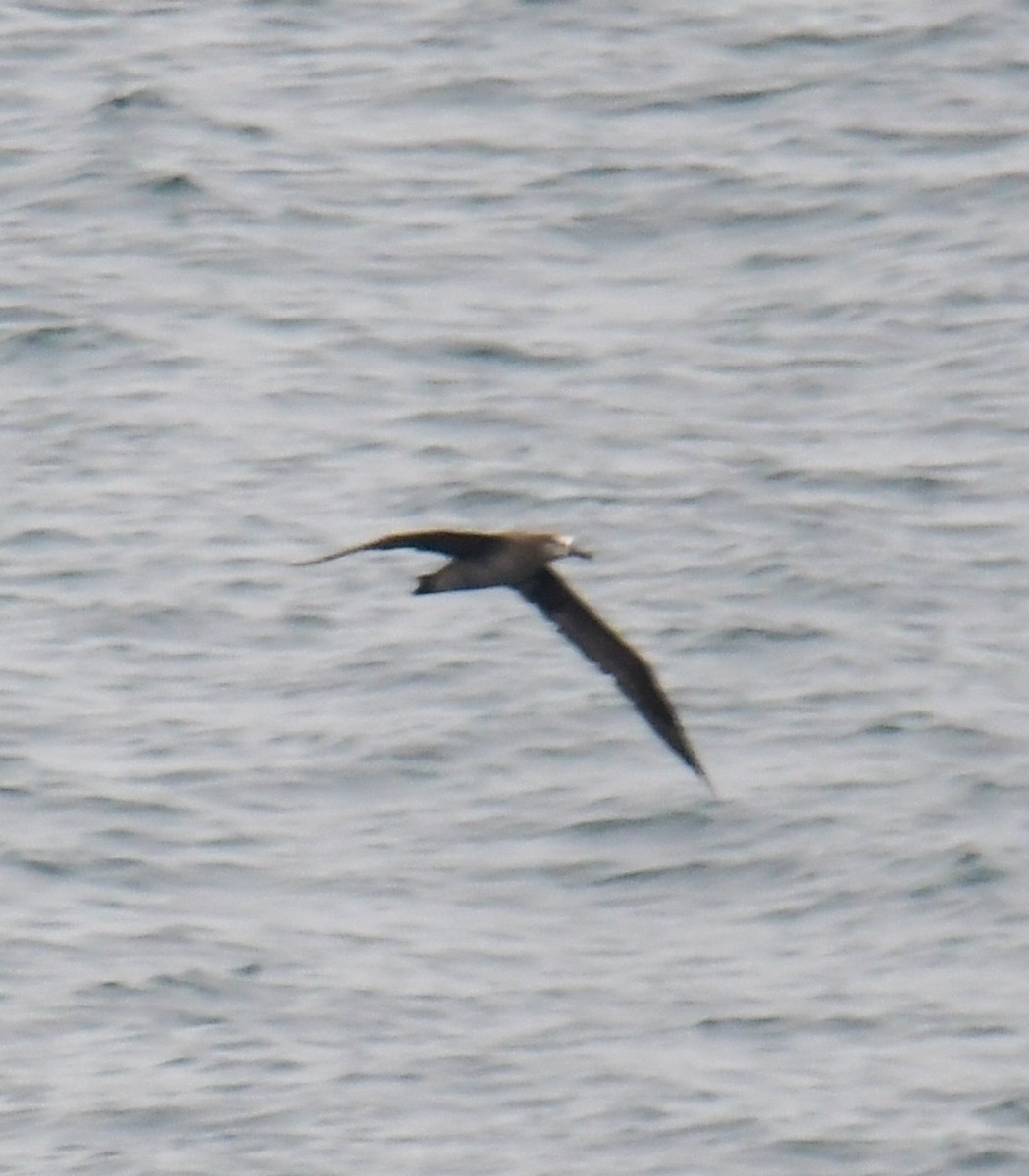 Albatros à pieds noirs - ML595901631