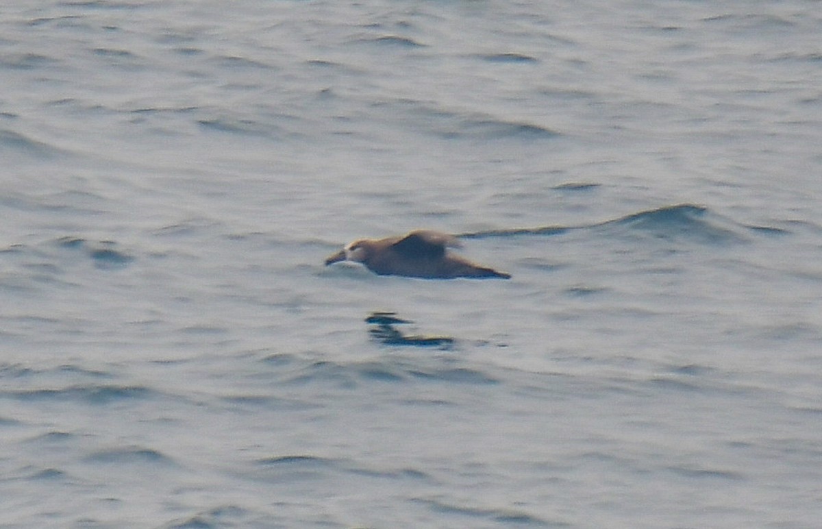 Albatros à pieds noirs - ML595901741